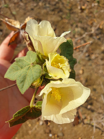 A white hand holds a yellow organic cotton flower in a field in Vidarbha District, India