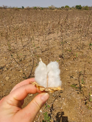 A white hand holds a cotton boll in a cotton field in Vidarbha District, Maharashtra