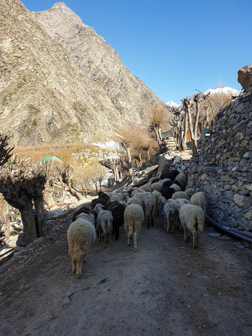 sheep making their way up into the hills for the day