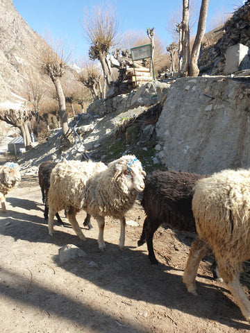 sheep heading to the hills for grazing in Himachal Pradesh India