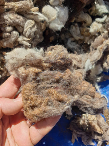 raw sheep's wool in himachal pradesh