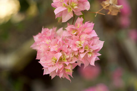 Pink and green bougainvillea bloom wardha, maharasthra