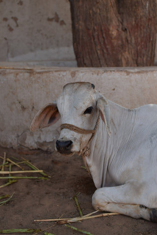 cow in bhujodi Village