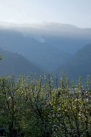 apple trees in blossom in naggar himachal pradesh