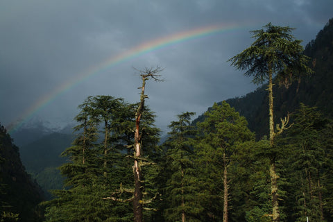 rainbow arcs through a cloudy sky in the mountains with tall trees