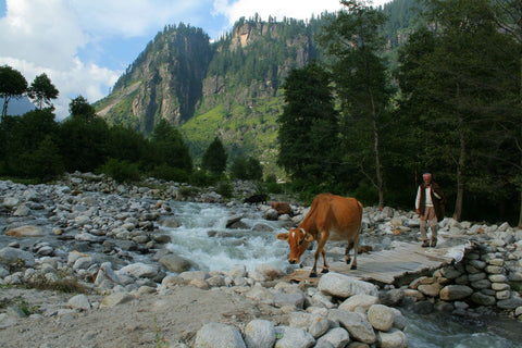 shepherd traverses a river with a brown cow in India