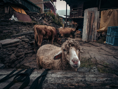 A friendly sheep stands close to a wooden fence as two cows ignore all interruptions as they graze. There are tall rustic buildings in the background and stones pilled to make a retaining wall.