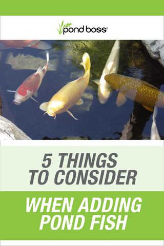 5 Things to Consider When Adding Fish to Your Pond