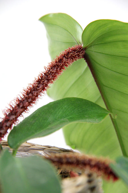 Monstera variegata - cutting – Boutures et moi