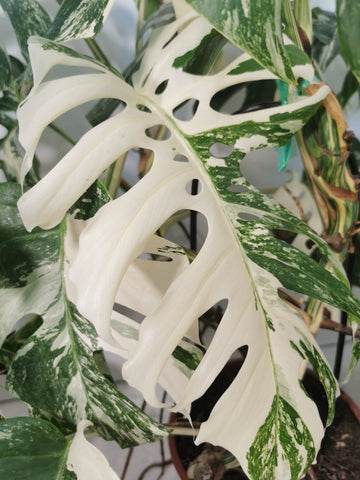 Entretien Monstera Variegata – Boutures et moi