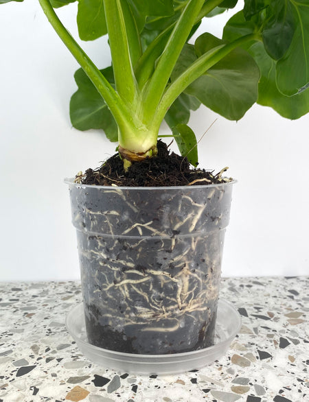 Ingrédients pour le sol de Accueil mis en pot végétaux, tourbe, Terre,  sable, perlite, vermiculite, noix de coco. une mélange pour plantation les  plantes dans une pot. disposition 25109073 Photo de stock