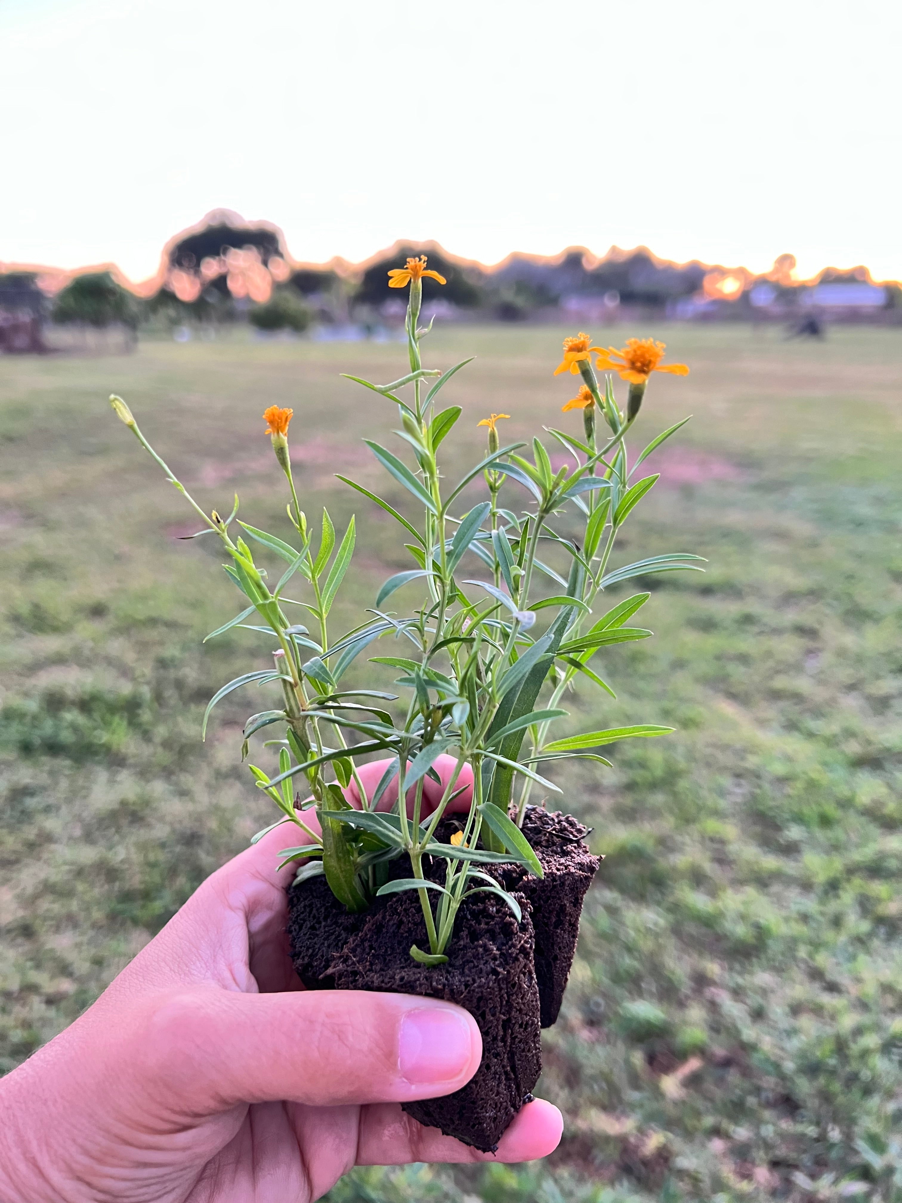 Mexican Tarragon