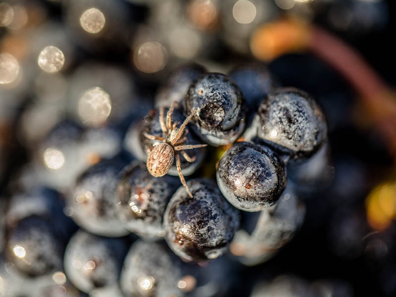 Organic Wine growing at Wrekin Vineyard, Southern Valleys, Marlborough