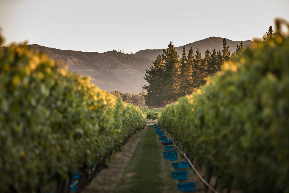 Looking down a row of vines towards some hills