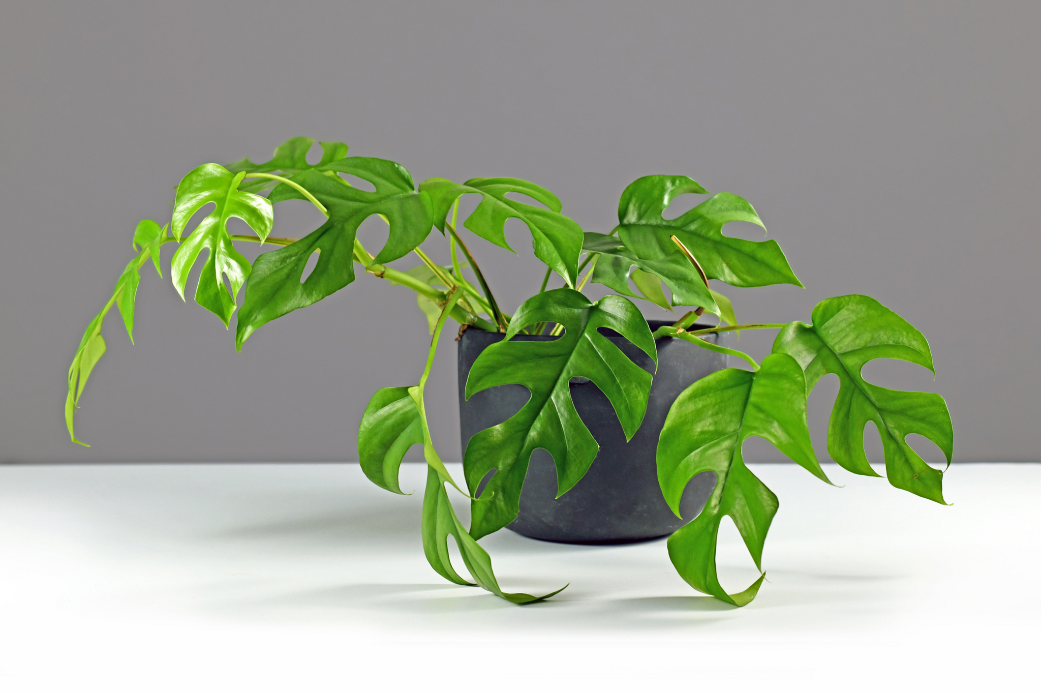 Photo of a mini monstera vining plant with fenestrated green leave in a black pot on a white and gray background