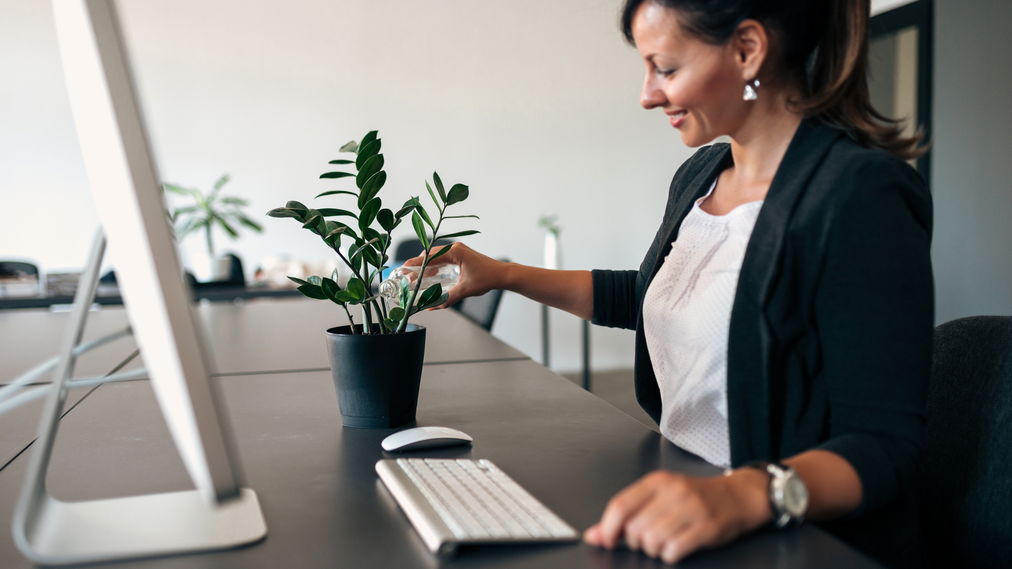 a lady in a white blouse and black blazer watering a small zz plant at her desk
