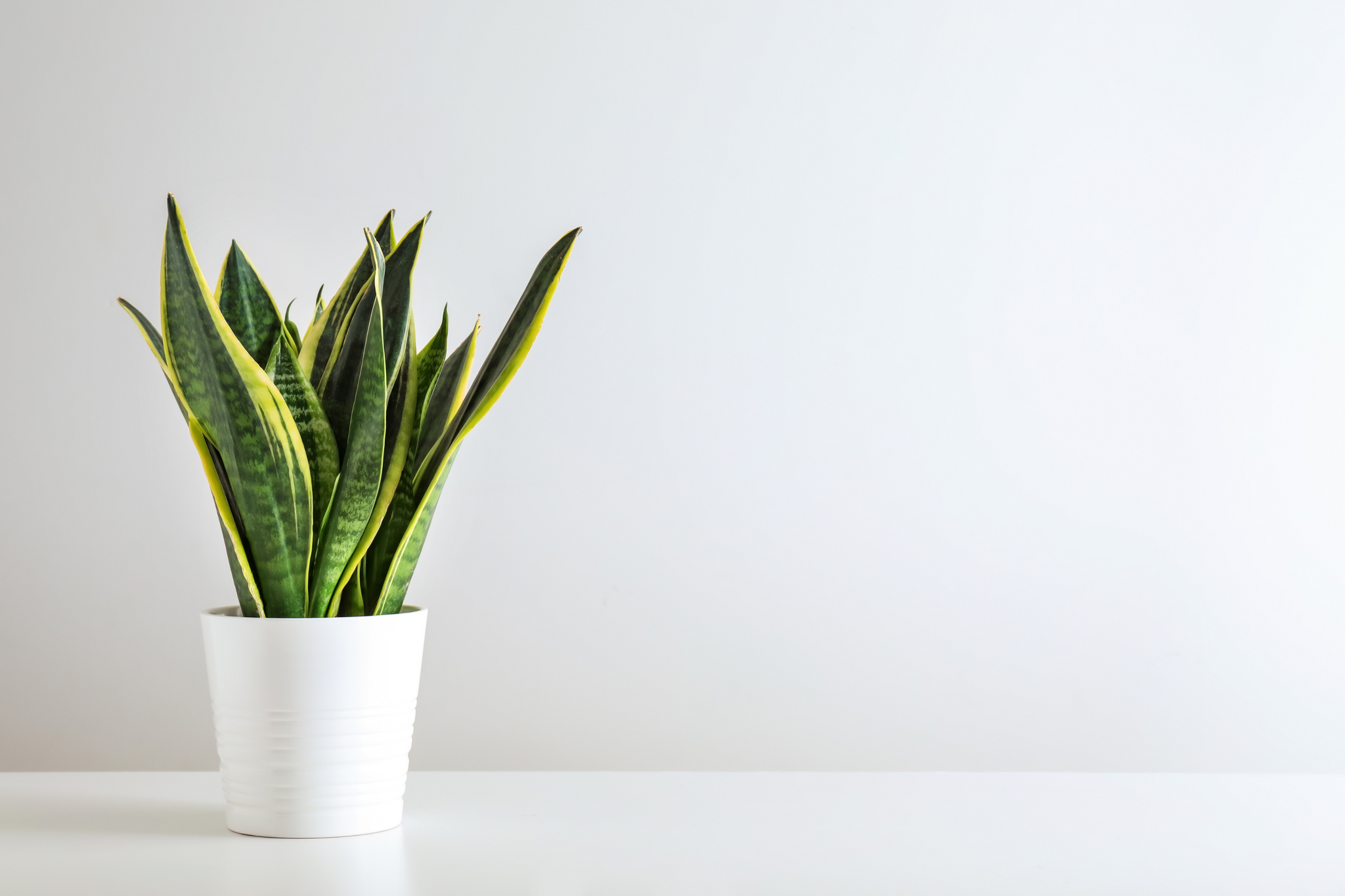 Photo of a snake plant in a white pot in front of a white background