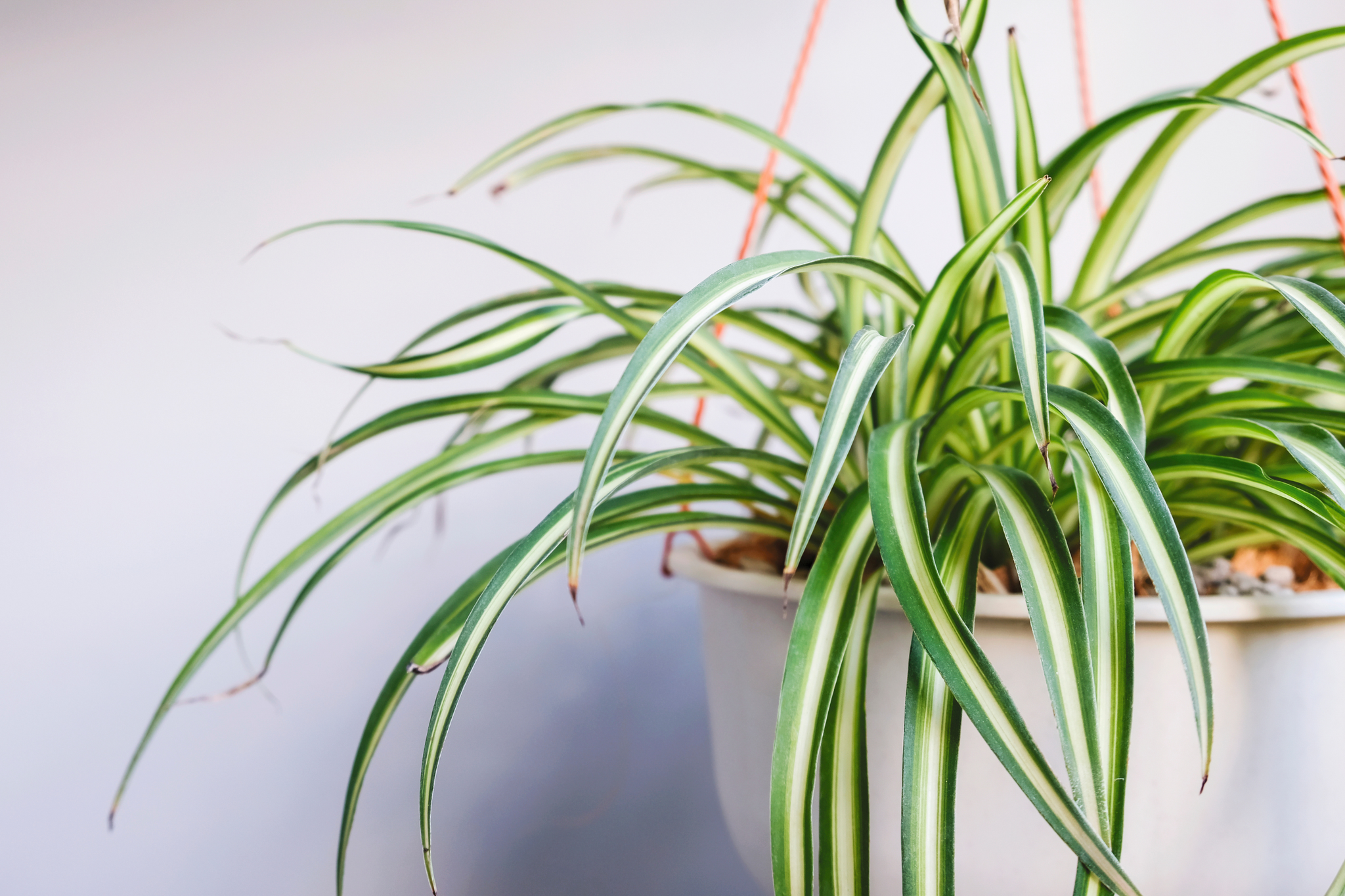 Photo of a variegated spider plant in a white hanging basket on a white background