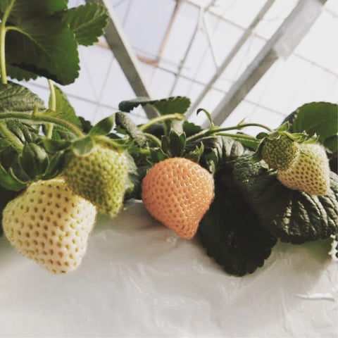 White strawberries are fresh and ripe
