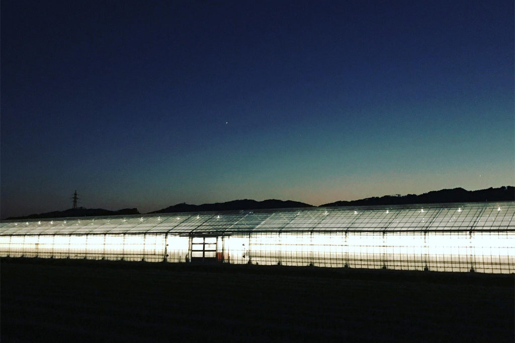 strawberry farm at night