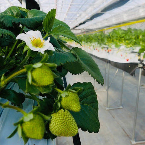 The white strawberry fruit began to swell