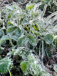 Frozen berries at Wellwood Orchards in Vermont