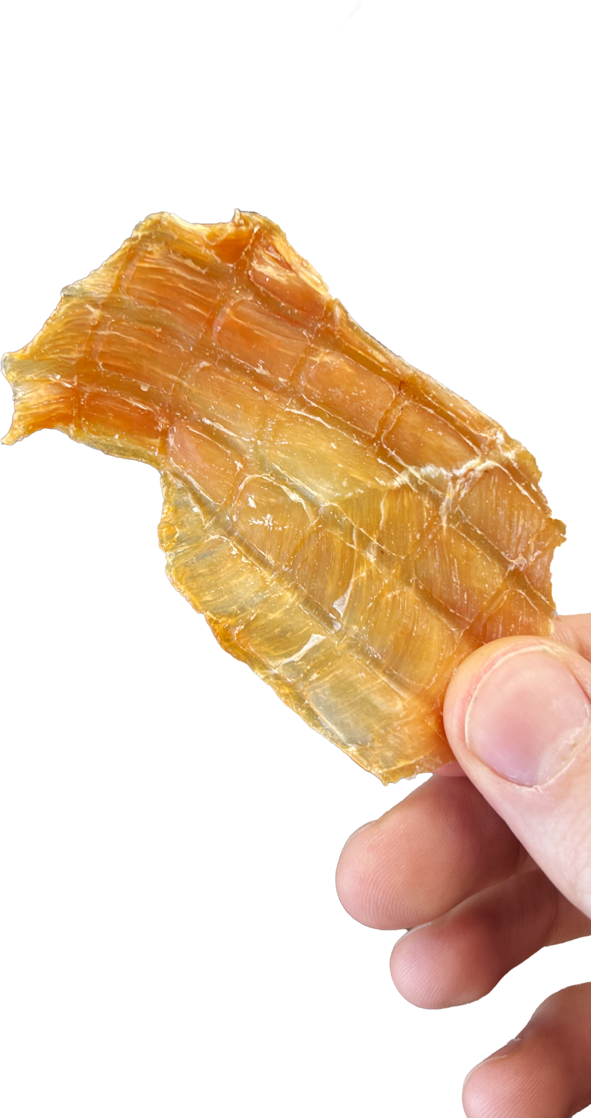 Hand holding a piece of translucent, dried fish or jerky against a black background.