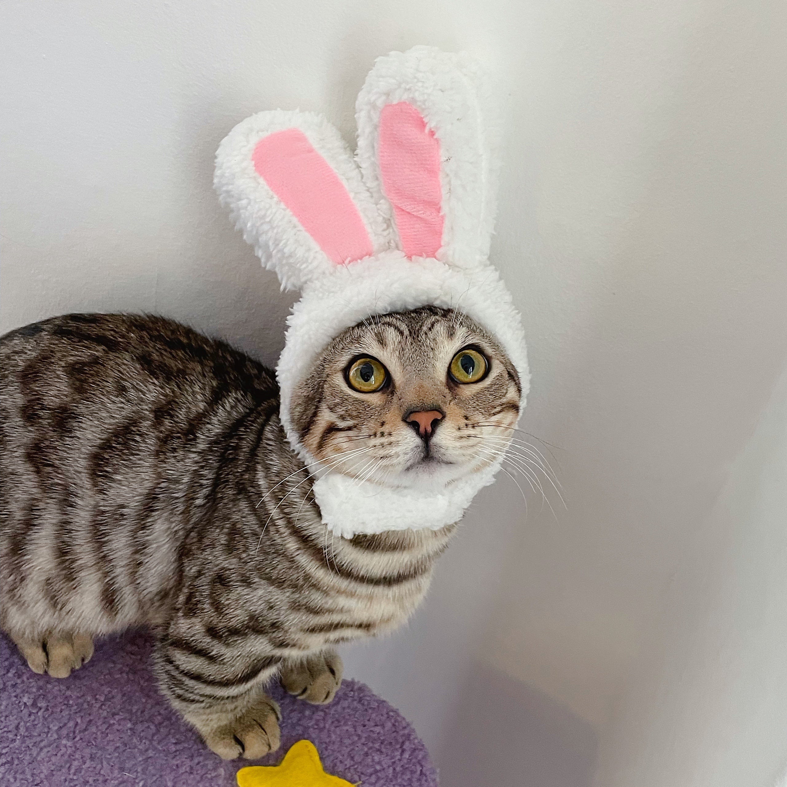 Cat Bunny Hat, Costume Cute Rabbit Hat With Ears For Cats, Small Dogs, Pet  Hat Party Costume, Bunny Ears For Cats