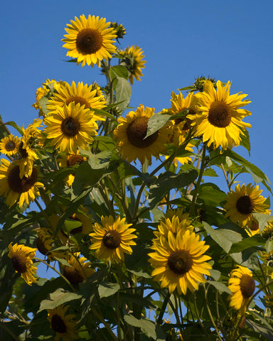 grow a sunflower with your child