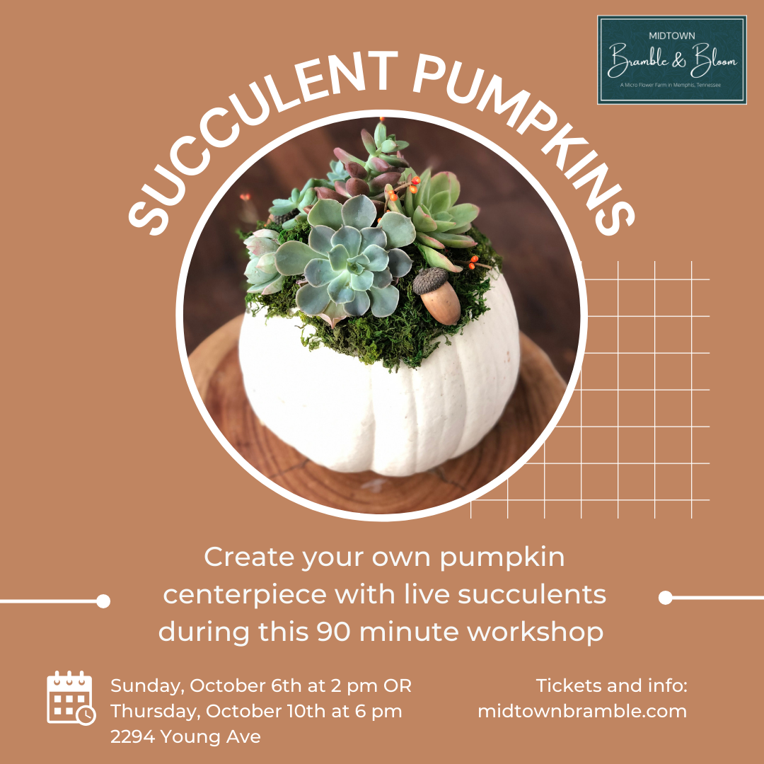 Succulent Pumpkin Workshop