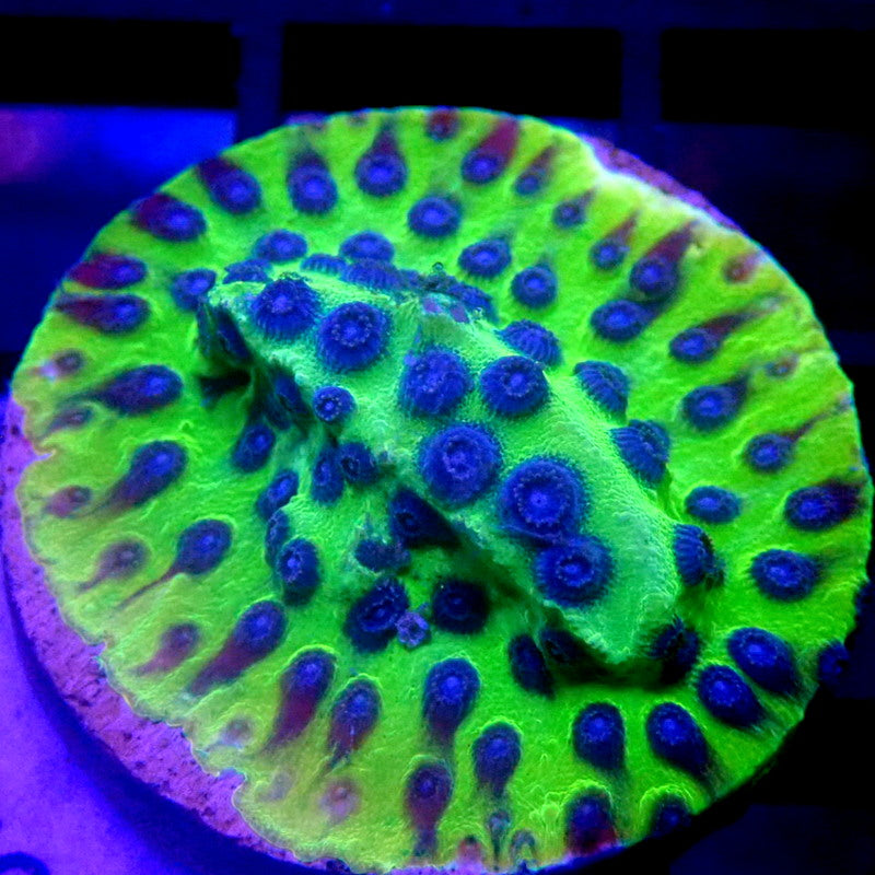 Master PPE Cyphastrea Frag WYSIWYG K6026