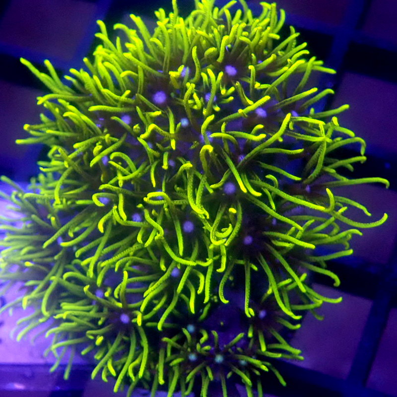 Green Star Polyps GSP WYSIWYG K3016