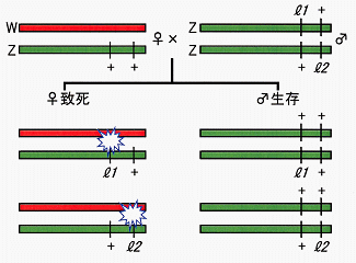 雄のみが孵化する平衡致死の原理