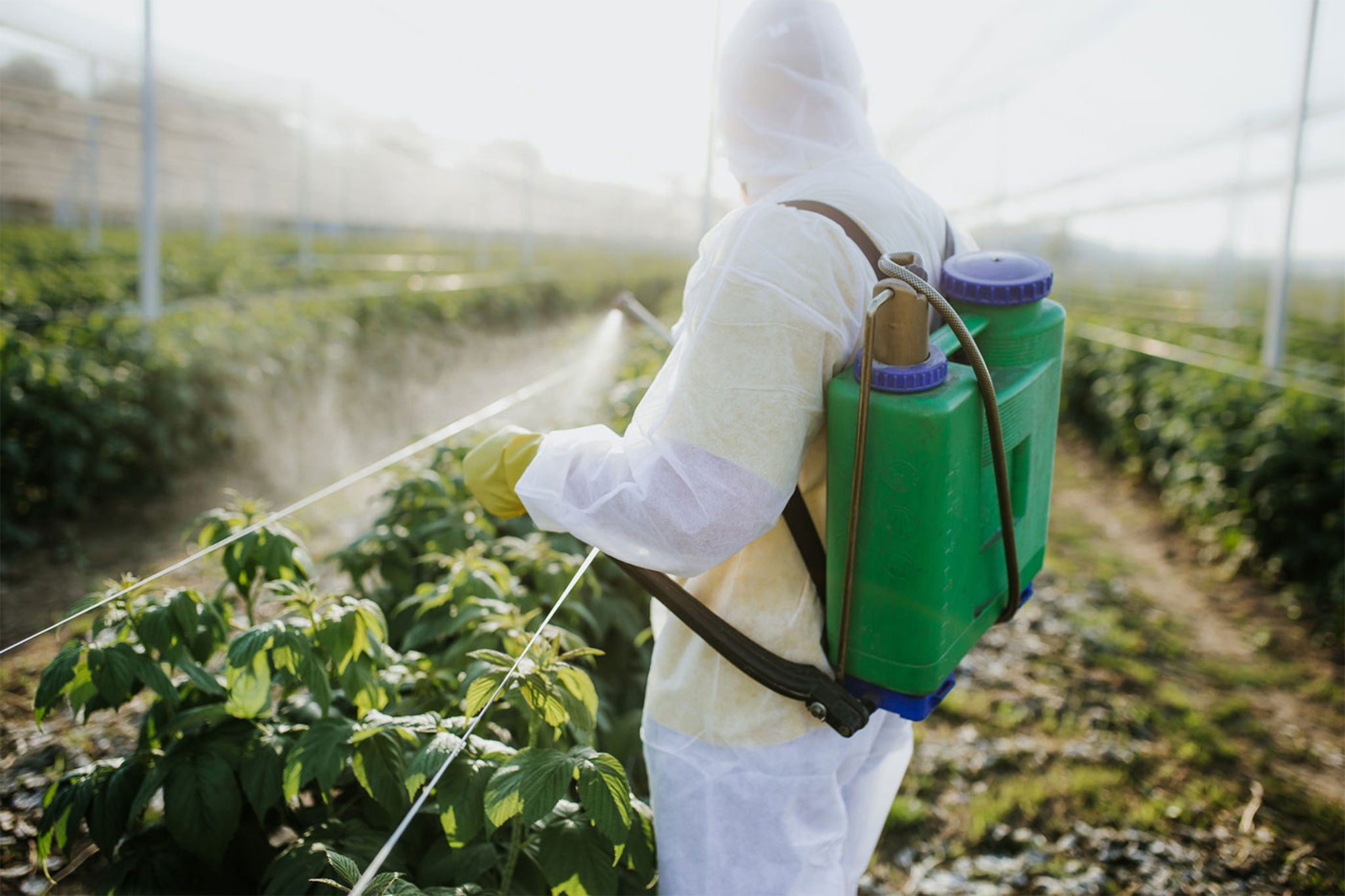 Spraying vegetables with pesticides