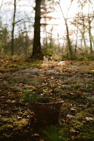 A forest at sunset, with a wicker basket in the foreground, full of foraged cedar boughs.