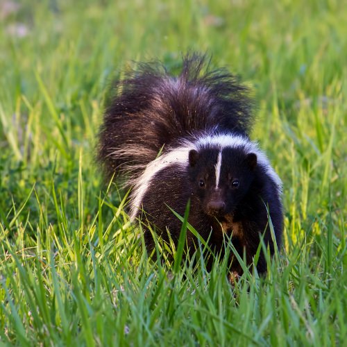 Skunk walking towards you in green grass