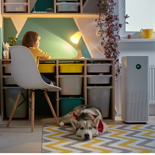 Boy sitting in his room at a desk with his dog on the floor and an air purifier in the corner