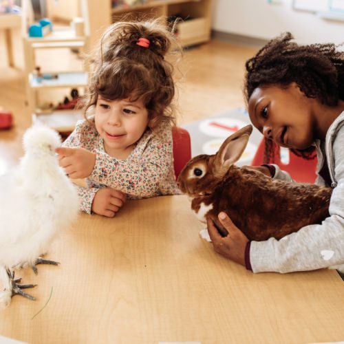 Two girls smiling at a pet chicken and bunny rabbit