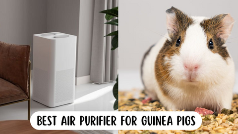 air purifier for guinea pigs - split view image with one half guinea pig close up and one half air purifier