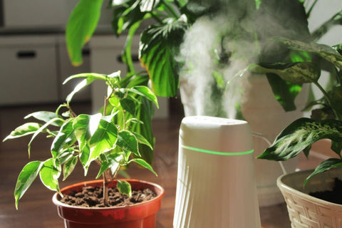 air purifier vs humidifier for sinus - with white humidifier near plants putting out steam