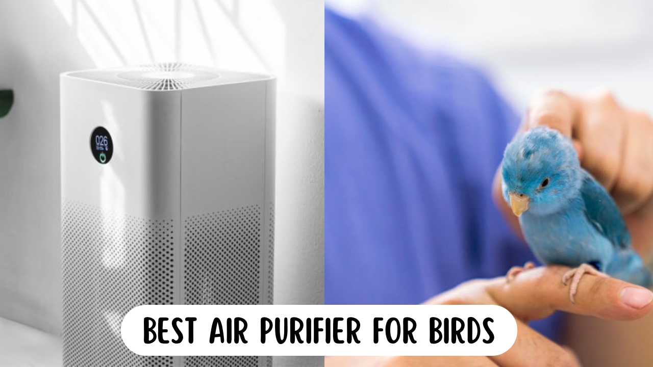air purifier for birds - air purifier image on left and bird in hand on the right