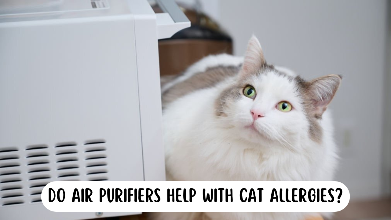 do air purifiers help with cat allergies - Cat looking up at an air purifier