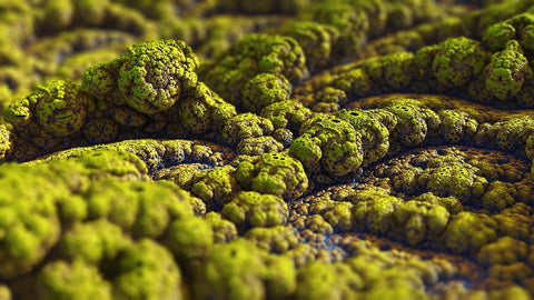 Close-up view of green mold spores, highlighting the topic of air purifiers for mold removal.