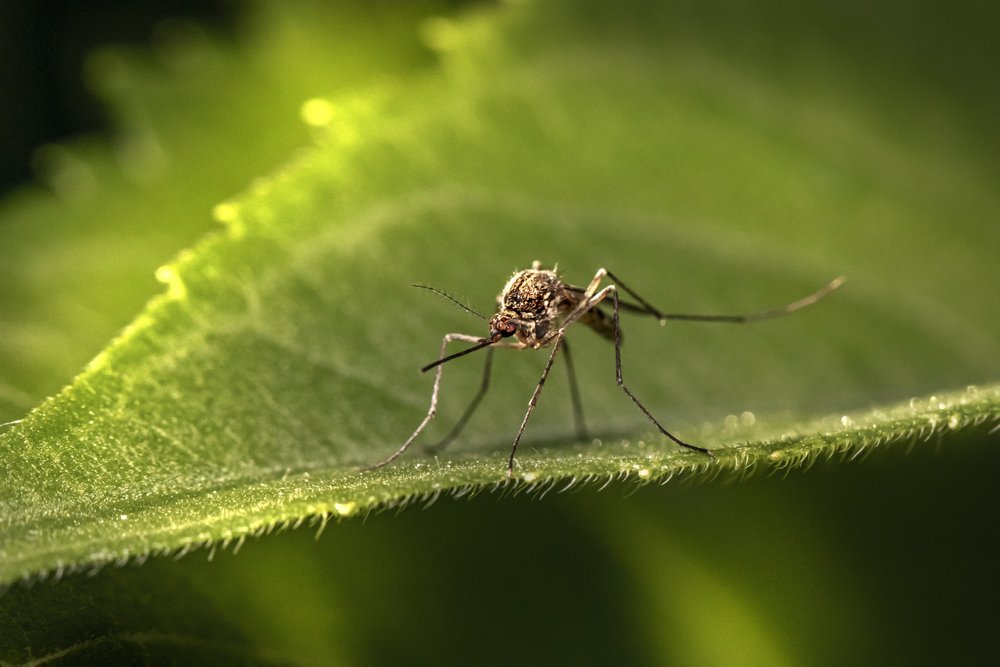 Japanese Encephalitis mosquito sitting on a leaf