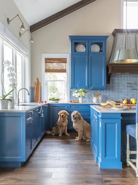 Two golden retrievers smile in a bright blue kitchen