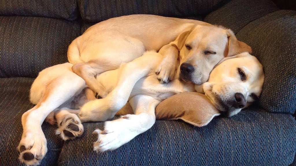 do all dogs like to cuddle