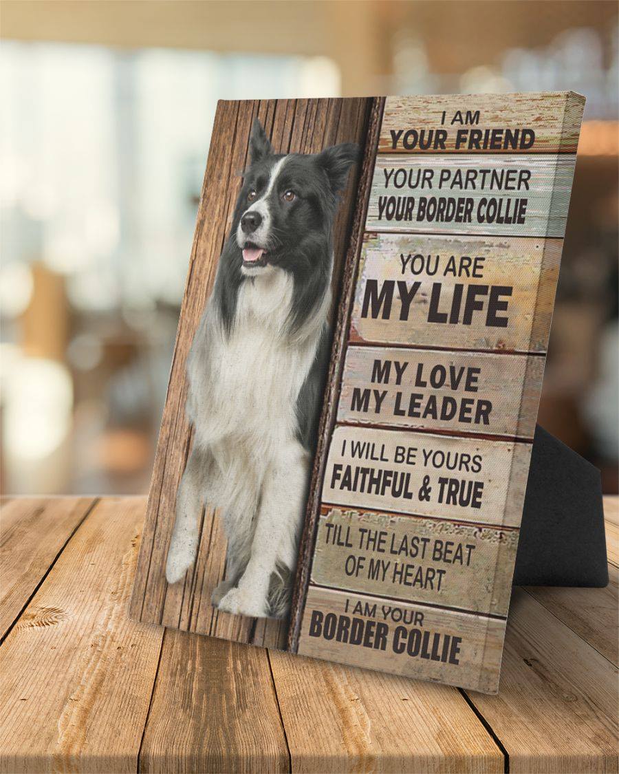 Border Collie Partner,Canvas Poster picture