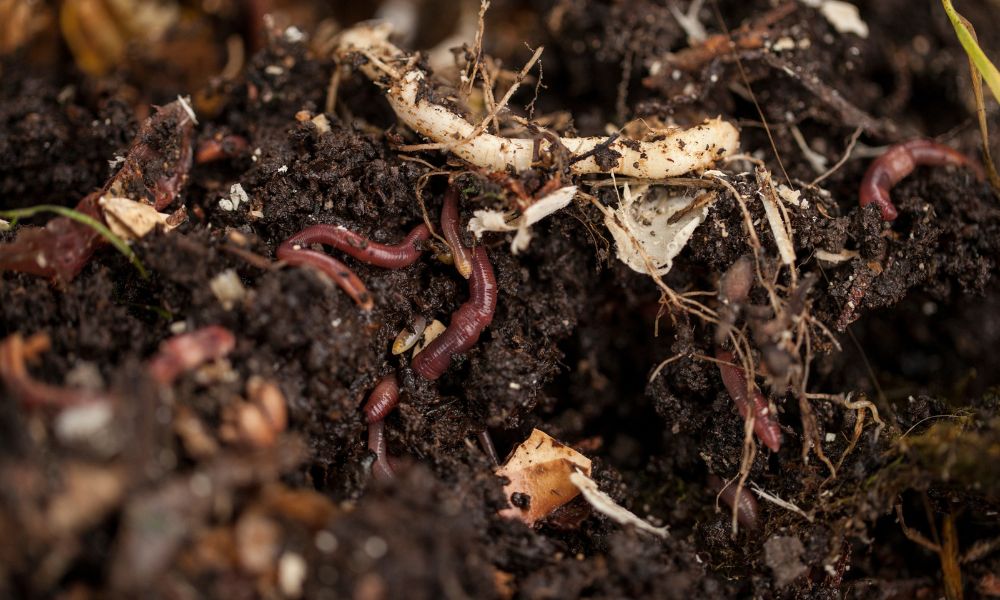 How Different Deposit Sources Affect Humic Acid Quality