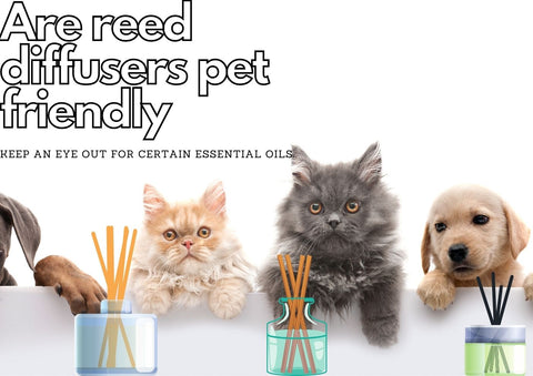 are reed diffusers pet friendly