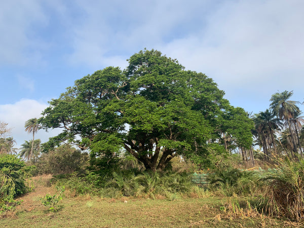 A beautiful tree in Gunjur